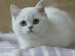 Британец шиншилла: фото галерея, стандарт окраса. Все об окрасе шиншилла. Британские коты, кошки, котята окраса шиншилла золотая, серебристая: фото, описание.